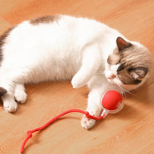 🐱🐶Bolinha Inteligente Automática para Pets – ATÉ 50% DE DESCONTO🐱🐶
