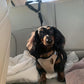 🐶 Cinto de Segurança Veicular e Guia de Passeio 2 em 1 para Cachorro 🚗