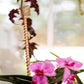 ⚡【Energia Natural no Jardim!】Suporte de Cobre para Plantas - Crescimento Turbinado!🌱✨