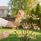 🏆ÚLTIMO DIA DE PROMOÇÃO, 50% DE DESCONTO!!🎁Luzes de Estaca Solar em Forma de Fogos de Artifício para Jardim